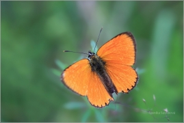 <p>OHNIVÁČEK CELÍKOVÝ (Lycaena virgaureae) ---- /Scarce copper - Dukatenfalter/</p>
